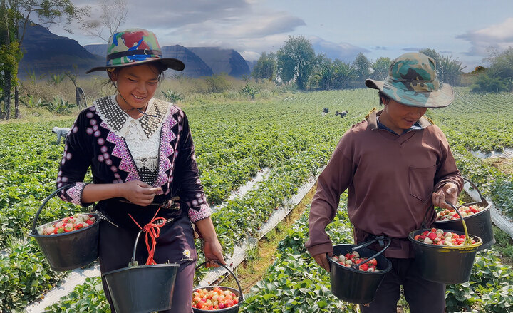 Strawberryfields - Doi Inthanon - Wachiratan Waterfalls